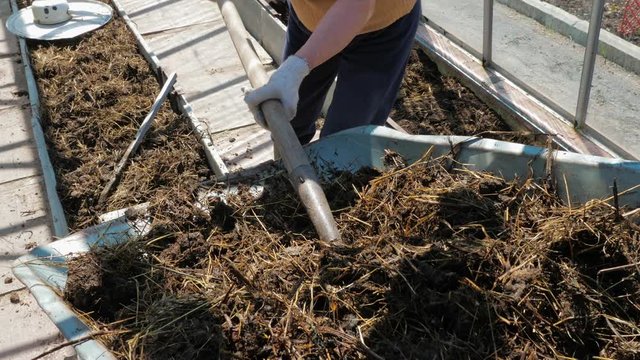 A woman takes humus with a pitchfork from a wheelbarrow. The gardener puts manure on the garden bed. The concept of organic farming and ecological vegetable growing