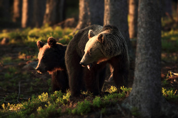 Brovn bears walking in forest habitat. Wildliffe photography in the slovak country (Tatry),mating