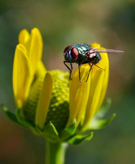 Fliege auf Blume