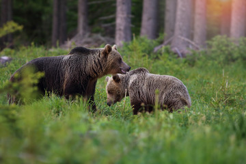 Ursus arctos, small Brown bear mating,walking in forest habitat. Wildliffe photography in the slovak country (Tatry),mating