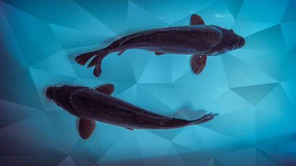 Two fishes on an abstract background