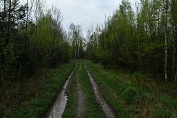Obraz premium Forest road after rain