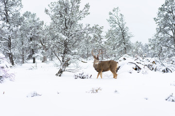 Deer in a winter forest in Arizona United States