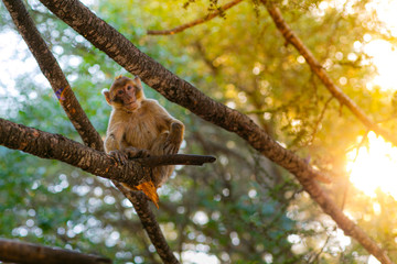 Wild monkey nature animal