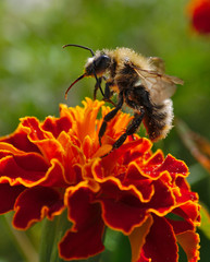 Biene auf Blume