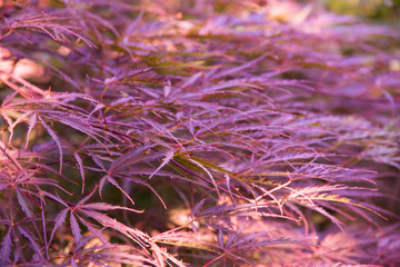 Blurred natural background of japanise maple tree in garden.