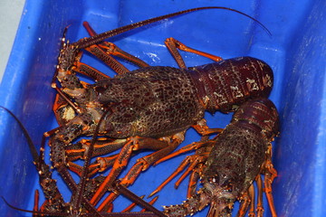 lobster on blue background