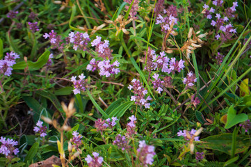 Fototapeta premium Meadow violet and purple flowers of thyme in the summer field. Green background. Nature landscape 