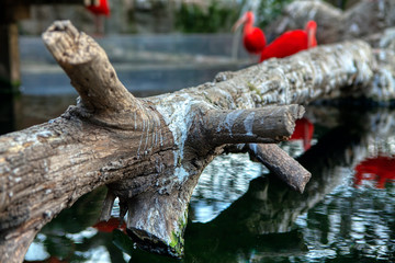 close up image of the natural log and red ibis birds