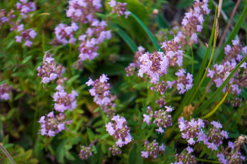Meadow violet and purple flowers of thyme in the summer field. Green background. Nature landscape 