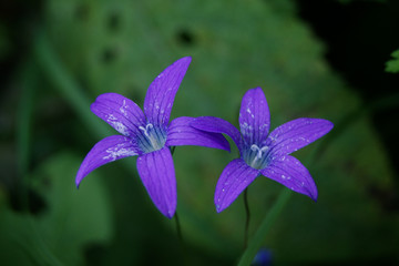 violet flower closeup
