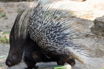 porcupine showing his spikes 