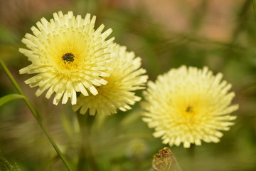 Naklejka premium Yellow spring flowers in nature