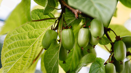 Branch with actinidia fruits and green leaves close-up in the garden. Selective cultivation of cultivated plants to preserve the stock and sale of surplus.