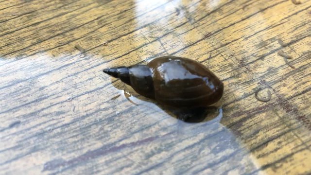 Portrait einer Spitzschlammschnecke (Lymnea stagnalis). Diese Wasserschnecken sind Lungenatmer und weiden die Wasserfl&auml;che von unten her ab.