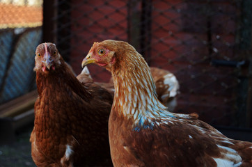 two chickens against the iron fence. agriculture in the village