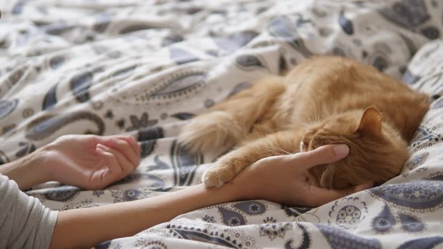 Lazy ginger cat sleeps in bed. Woman strokes cute fluffy pet's neck. Domestic animal has a nap on bed.