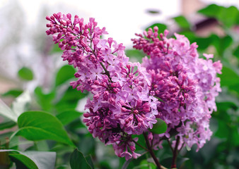 Obraz premium flowering branch of lilac with green leaves in the garden on a warm spring day