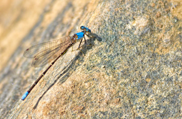 Blue Dragonfly on Rock
