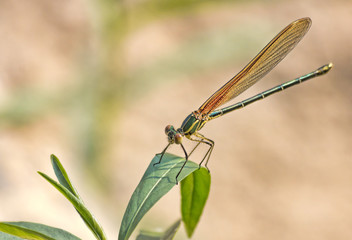 Orange Dragonfly on Plant