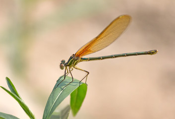 Orange Dragonfly on Plant