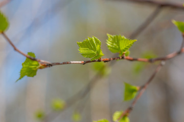 the trunk of the tree from below, the blossoming leaves on the branch