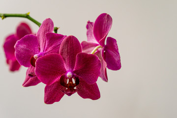 Flowers of rare burgundy-colored, dark magenta phalaenopsis orchid Destiny. Close-up of purple Moth Orchid, Phal against white wall. Selective focus on foreground
