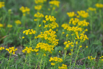 Obraz premium In spring, Euphorbia cyparissias blooms among herbs