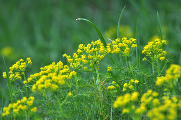 In spring, Euphorbia cyparissias blooms among herbs