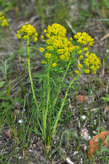 In spring, Euphorbia cyparissias blooms among herbs