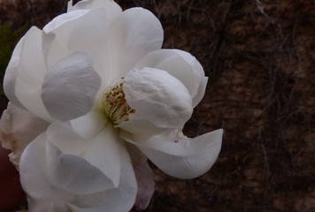 Obraz na płótnie Canvas Close-up Of White Flower