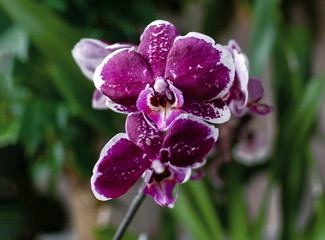 Blooming orchid on a light background, flowers