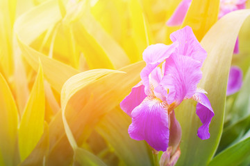 Fototapeta na wymiar Iris flower in the garden on soft blurred background with sun light flash effect, beautiful floral motif wallpaper