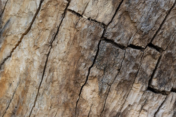 tree bark texture