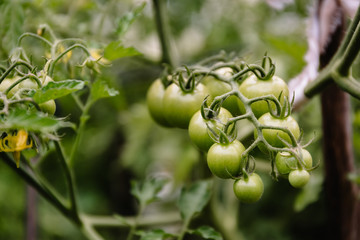 Fresh unripe green tomatoes grow on a branch in a greenhouse. Cherry grade.