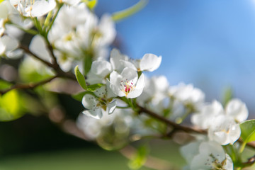 Fototapeta na wymiar Pear tree blossom