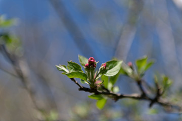 Blooms on a tree