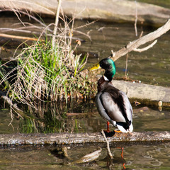Drake Mallard in the sun on a log