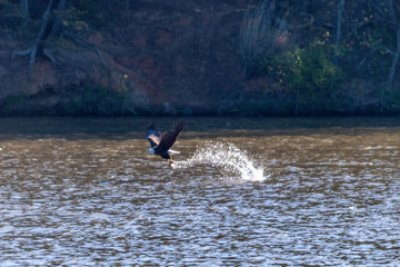 Fototapeta premium Bald Eagle successfully got a fish