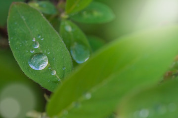 green leaf, water drop, spring forest