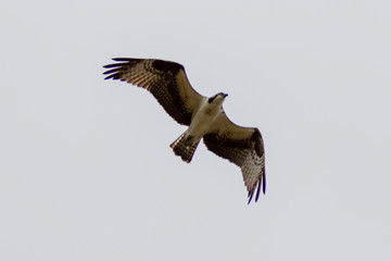 Osprey in flight