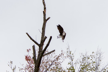 Osprey in flight
