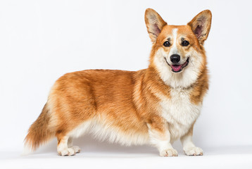 red dog stands on a white background, welsh corgi