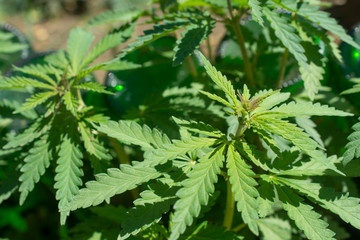 Green leaves of young hemp plants close-up.