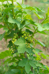 Red currants in early spring. Unripe berries of red currant.