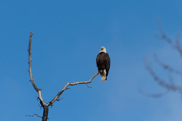 American Bald Eagle in Virginia
