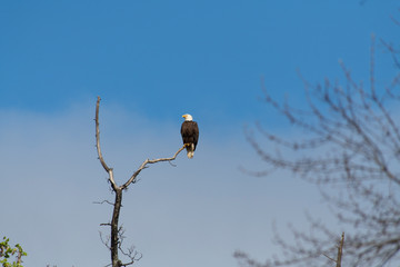 American Bald Eagle in Virginia