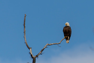 Bald Eagle in Virginia