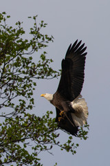 Bald Eagle in Virginia