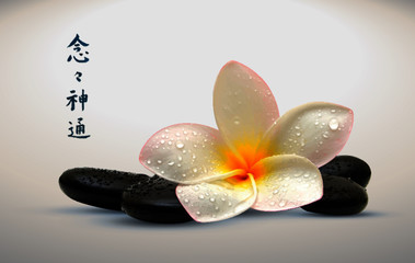 Realistic Zen black stones with orchid flower spa